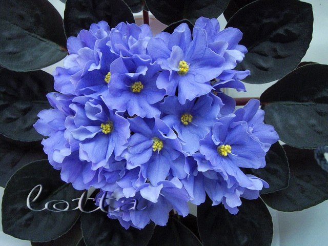  Rhapsody Clementine 
