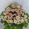 Фиалка Emerald Pink