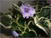 Фиалка Lavender Swirls