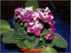 Фиалка Mac`s Southern Springtime
