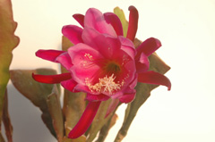  Epiphyllum Society of America 