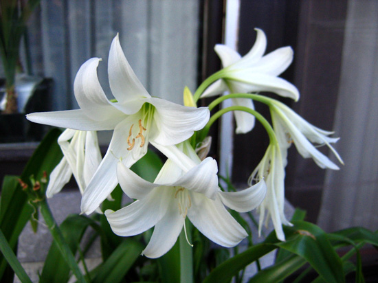  Crinum powellii Album 