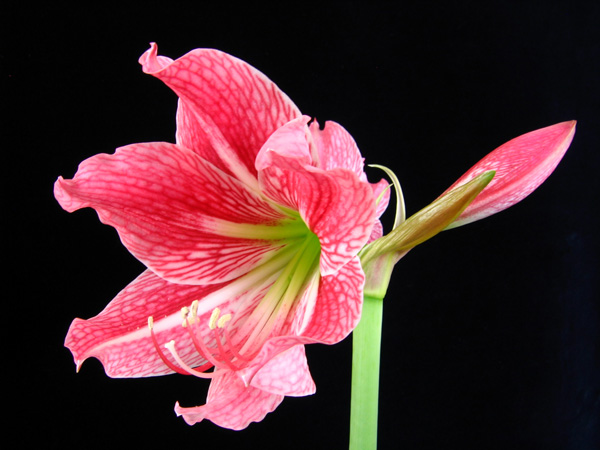  Hippeastrum reticulatum var.striatifolium 