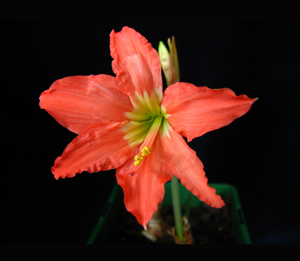  Hippeastrum stylosum 