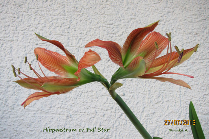  cv.'Fall Star' 