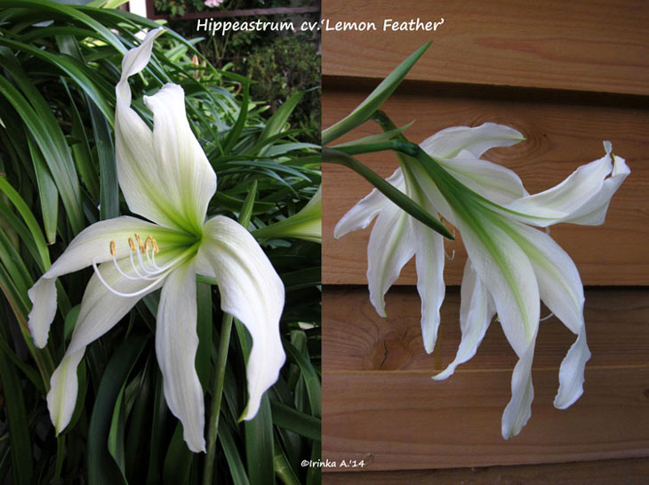  cv.'Lemon Feather ' 