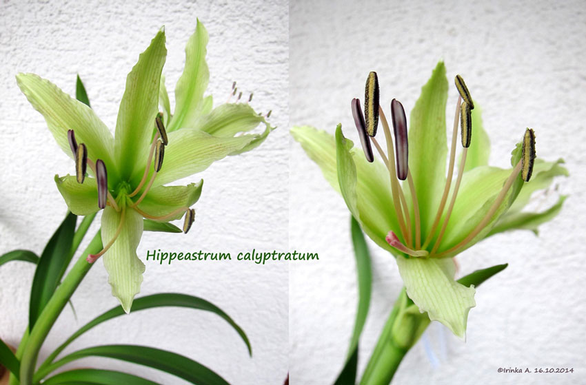  Hippeastrum calyptratum 