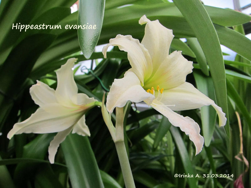  Hippeastrum evansiae 