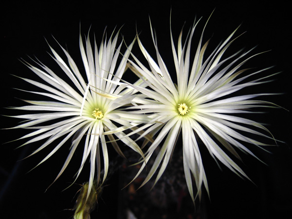  Echinopsis mirabilis 