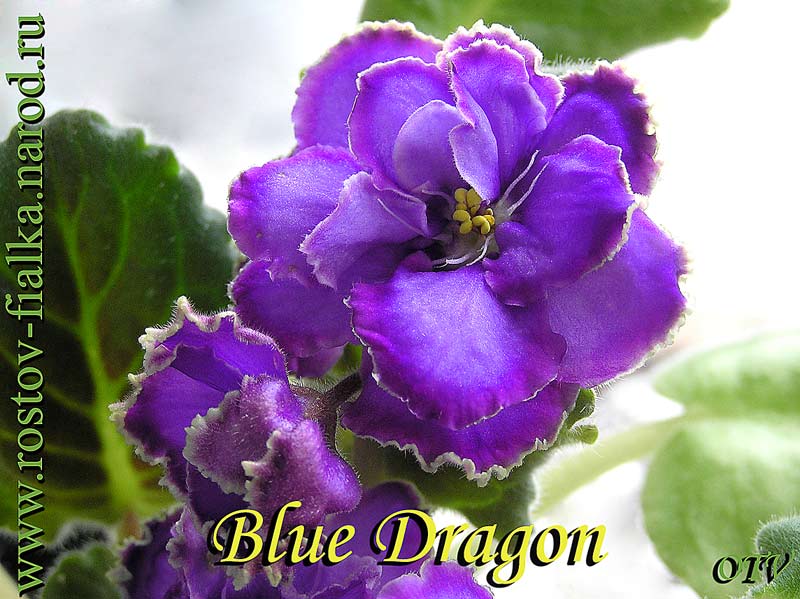  Blue Dragon 