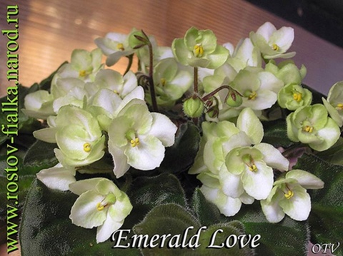  Emerald Love 