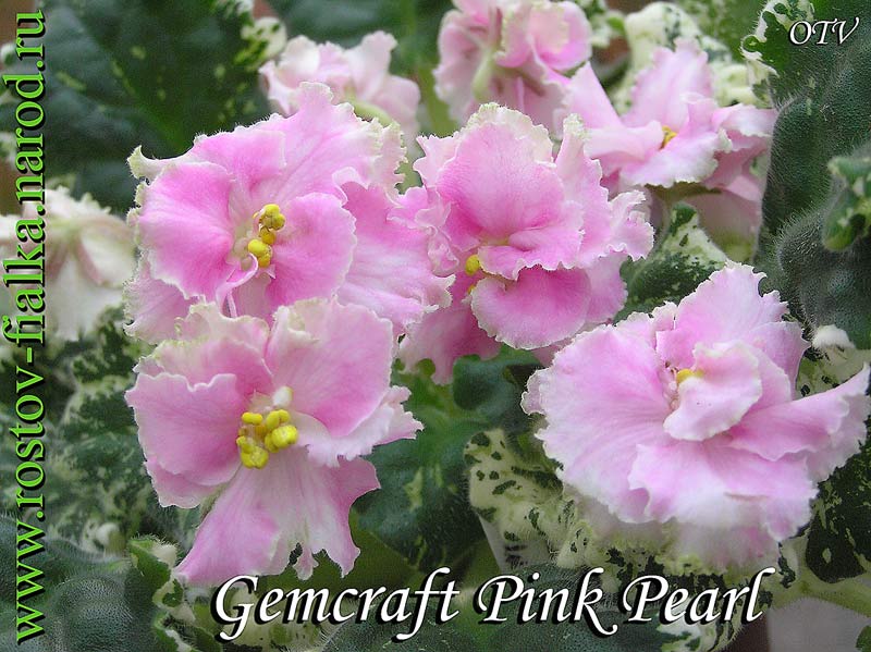  Gemcraft Pink Pearl 