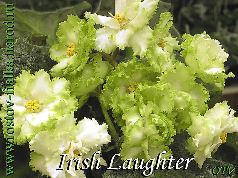 Irish Laughter 
