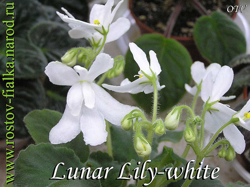  Lunar Lily (white) 