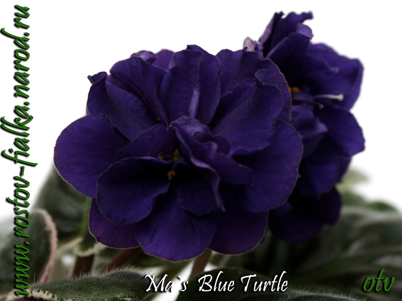  Ma's Blue Turtle 