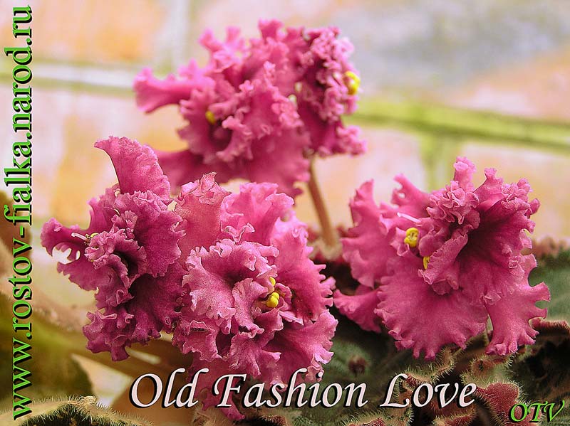  Old Fashion Love 