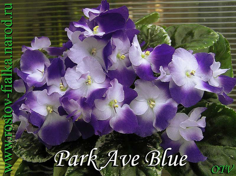  Park Avenue Blue 