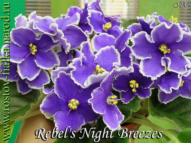  Rebels Night Breezes 