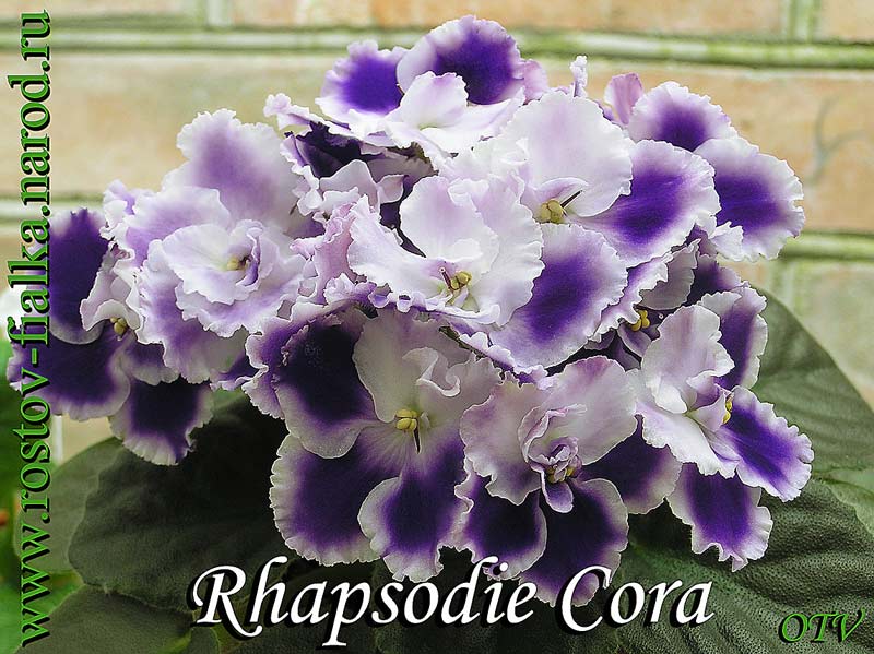  Rhapsodie Cora 