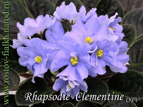  Rhapsodie Clementine 