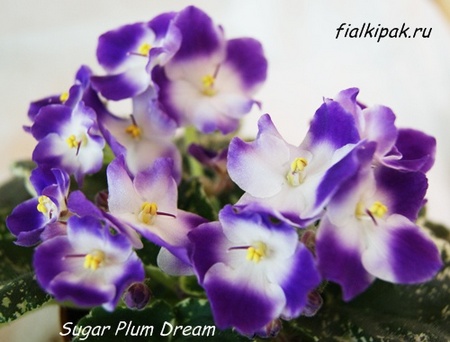  Sugar Plum Dream 