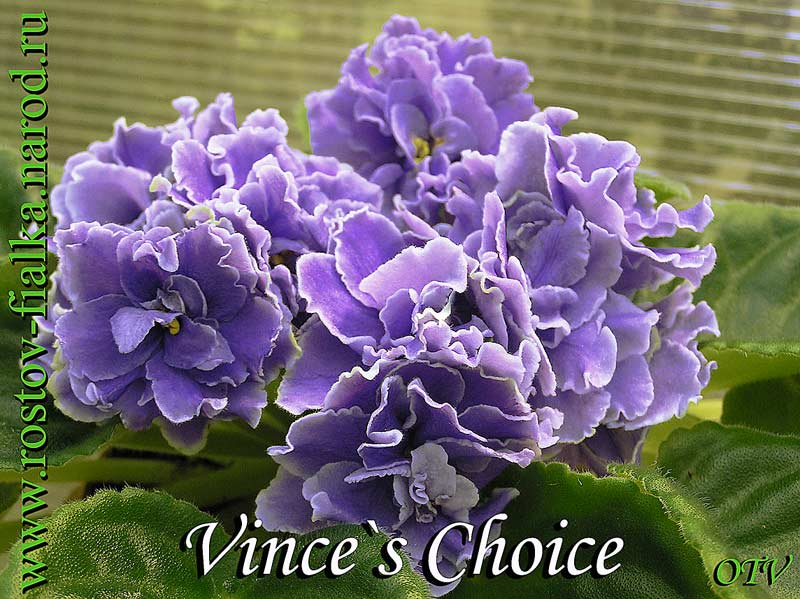  Vinces Choice 