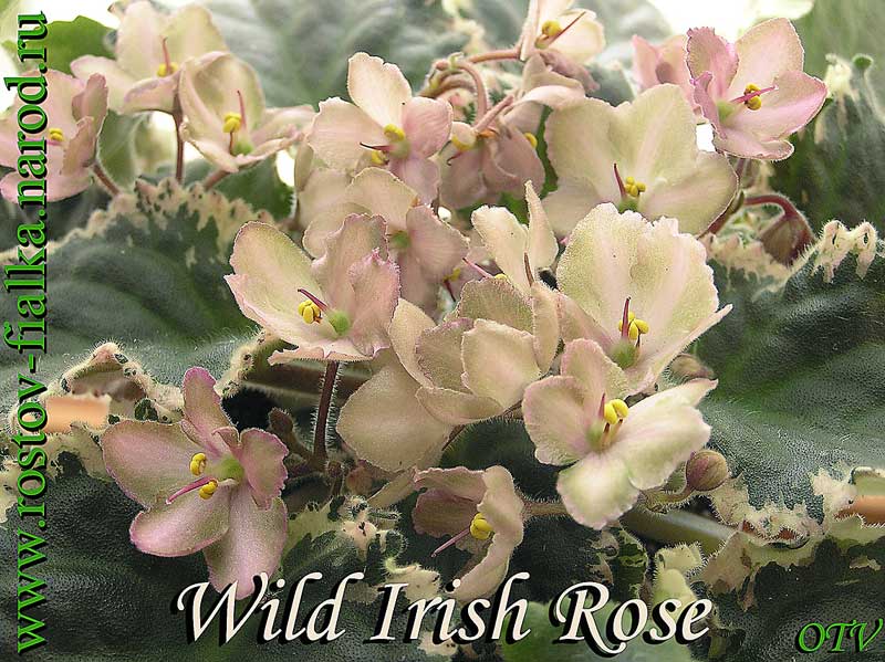  Wild Irish Rose 
