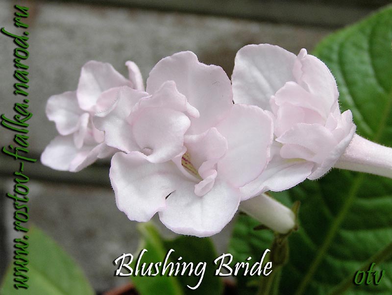  Blushing Bride 