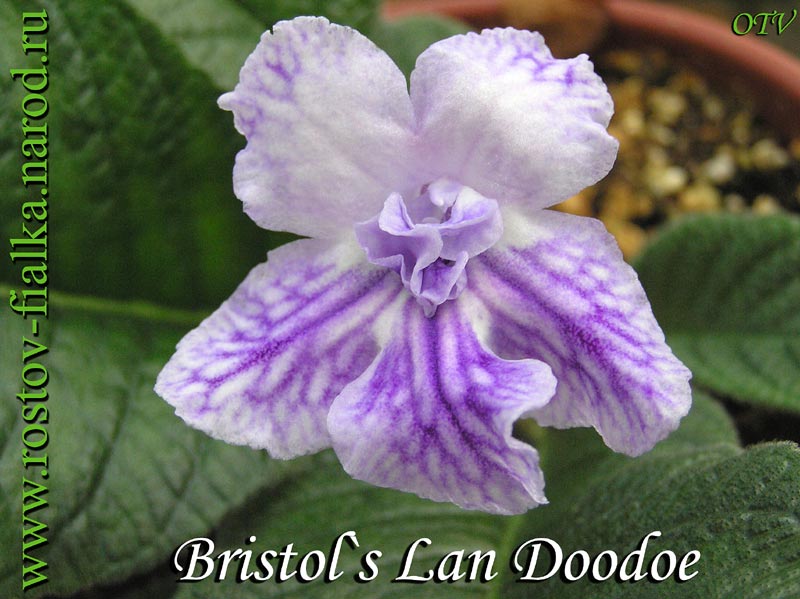  Bristol's Lan Doodoe 