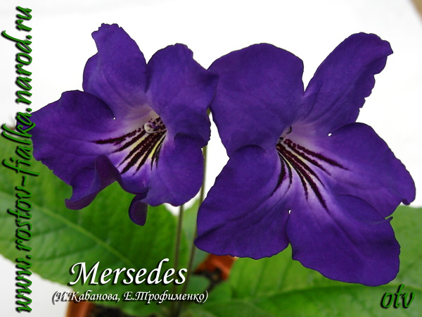  Mersedes 