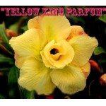 Адениум тучный Yellow King Parfum