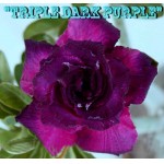    Triple Dark Purple