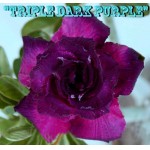 Адениум тучный Triple Dark Purple