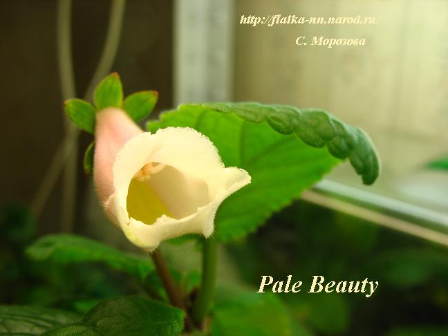  Pale Beauty 