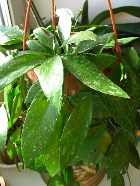  Hoya gracilis 