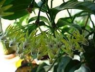  Hoya multiflora