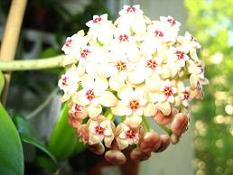  Hoya pachyclada