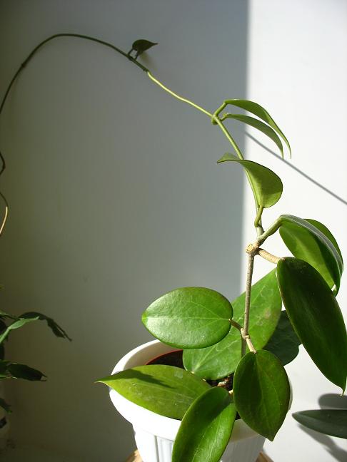  Hoya parasitica 