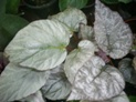 Бегония Silver Leaves