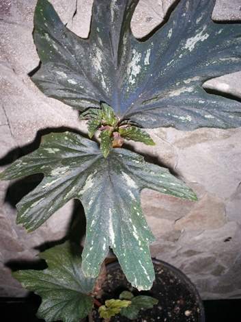  Aconitifolia 