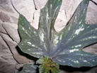  Aconitifolia