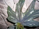 Бегония Aconitifolia