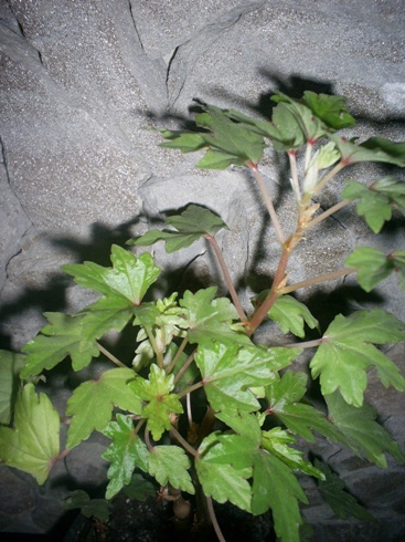  Dregei 