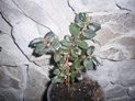 Бегония Foliosa