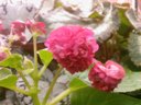 Бегония Semperflorens