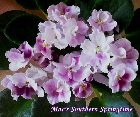  Mac's Southern Springtime 