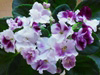 Фиалка Mac's Southern Springtime
