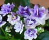 Фиалка Optimara Little Moonstone