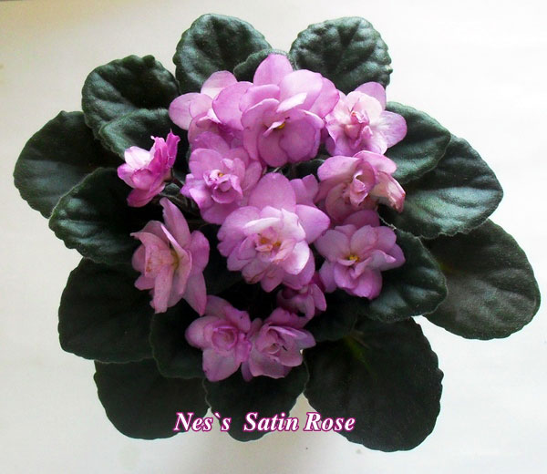  Ness' Satin Rose 