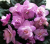 Фиалка Ness' Satin Rose